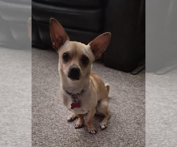 Medium Photo #6 Chiweenie Puppy For Sale in Plymouth, MN, USA