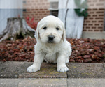 Puppy Sawyer English Cream Golden Retriever