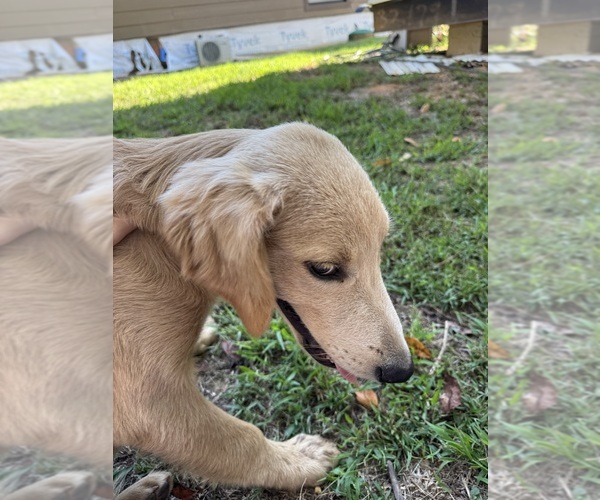 Medium Photo #9 Flat Coated Retriever-Golden Retriever Mix Puppy For Sale in SOMERVILLE, AL, USA