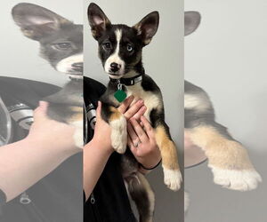 Huskies -Unknown Mix Dogs for adoption in Clarkston, MI, USA