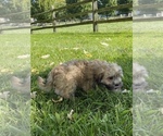 Small Photo #3 ShihPoo Puppy For Sale in CANOGA, NY, USA