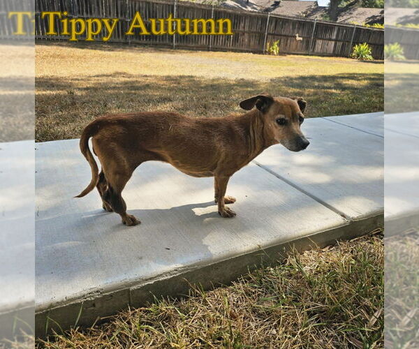 Medium Photo #7 Dachshund Puppy For Sale in San Antonio, TX, USA