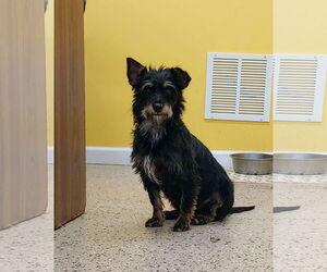 Havanese-Unknown Mix Dogs for adoption in York, SC, USA