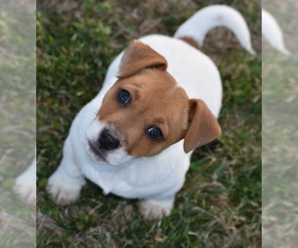 Medium Photo #1 Jack Russell Terrier Puppy For Sale in APPLE GROVE, WV, USA