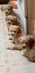 Small Photo #2 Maltipoo Puppy For Sale in CEDAR HILL, MO, USA