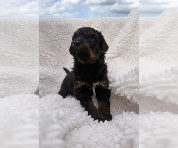 Medium Photo #24 Aussie-Poo-Bernedoodle Mix Puppy For Sale in LEXINGTON, SC, USA