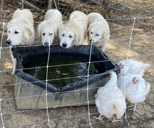 Great Pyrenees Puppy for Sale in BULLS GAP, Tennessee USA