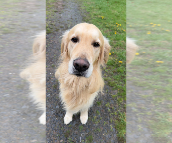 Medium Photo #1 English Cream Golden Retriever Puppy For Sale in MURPHY, NC, USA