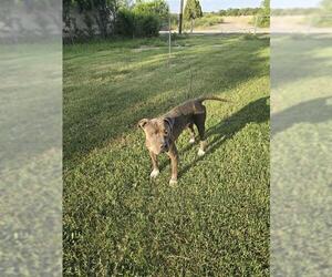 American Staffordshire Terrier-Unknown Mix Dogs for adoption in San Antonio, TX, USA