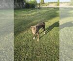 Small American Staffordshire Terrier Mix