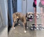 Small #6 Bullboxer Pit