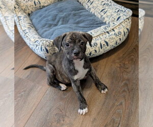 Boxer-Unknown Mix Dogs for adoption in The Woodlands, TX, USA