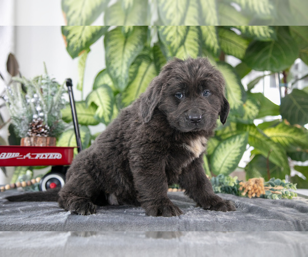 Medium Photo #3 Newfoundland Puppy For Sale in SUGARCREEK, OH, USA