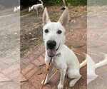 Small #4 German Shepherd Dog Mix