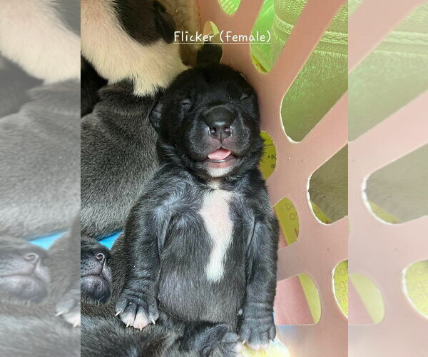 Medium Photo #2 Mutt Puppy For Sale in Wenonah, NJ, USA