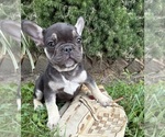 Small #3 French Bulldog