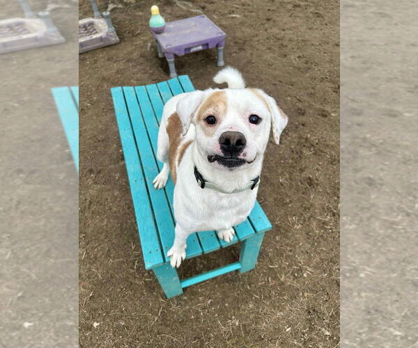 Medium Photo #10 Beagle-Unknown Mix Puppy For Sale in Evansville, IN, USA