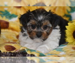 Small Yorkshire Terrier