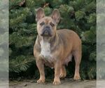 Small Photo #1 French Bulldog Puppy For Sale in HONEY BROOK, PA, USA