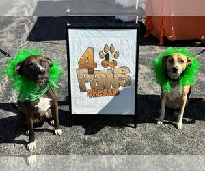 Boxer-Unknown Mix Dogs for adoption in Fenton, MO, USA