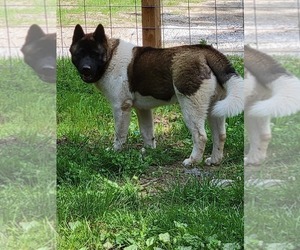 Father of the Akita puppies born on 12/02/2021