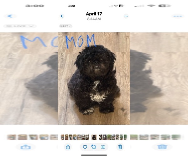 Medium Photo #1 ShiChi Puppy For Sale in FORTSON, GA, USA