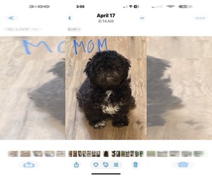 Mother of the ShiChi puppies born on 04/20/2025