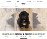 Small Photo #1 ShiChi Puppy For Sale in FORTSON, GA, USA