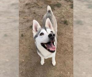 Siberian Husky Dogs for adoption in Bakersfield, CA, USA