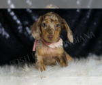 Small #4 Dachshund