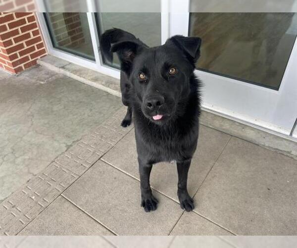 Medium Photo #2 German Shepherd Dog-Unknown Mix Puppy For Sale in Grand Prairie, TX, USA