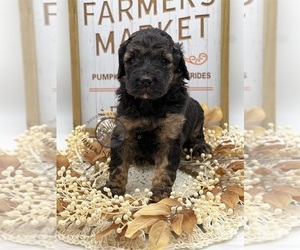 Goldendoodle Puppy for sale in MARYVILLE, MO, USA