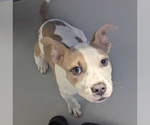 Small American Pit Bull Terrier Mix