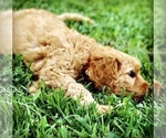Small Photo #10 Labradoodle Puppy For Sale in BURTON, OH, USA