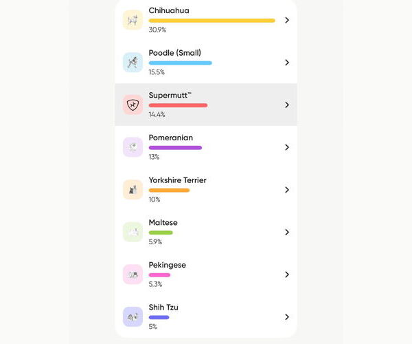 Medium Photo #4 Chi-Poo (Miniature) Puppy For Sale in Corona, CA, USA