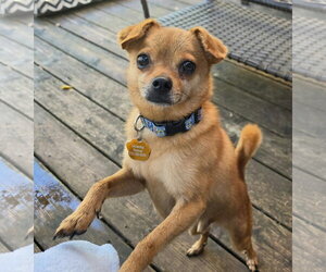 Chihuahua-Unknown Mix Dogs for adoption in St. Louis Park, MN, USA