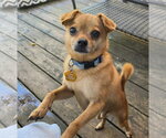 Ace - Male Chihuahua-Unknown Mix Dog for Adoption - Small photo