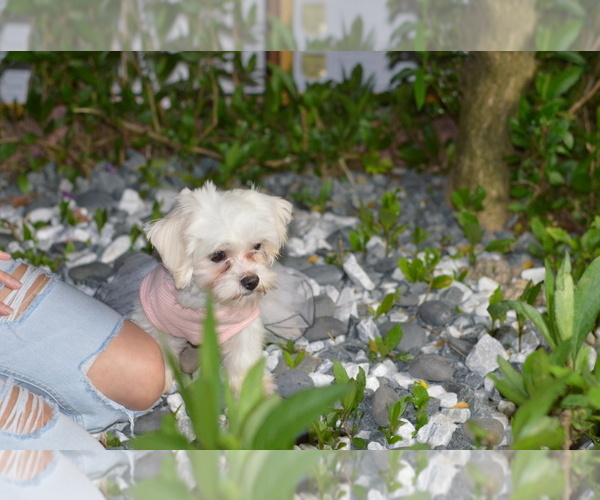 Medium Photo #1 Maltese Puppy For Sale in HIALEAH, FL, USA