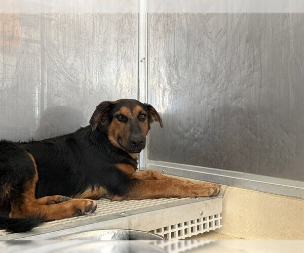 Medium Photo #1 German Shepherd Dog-Unknown Mix Puppy For Sale in Grand Prairie, TX, USA