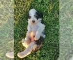 Small #9 Miniature Bernedoodle