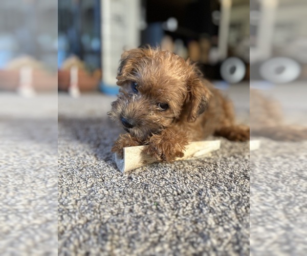 Medium Photo #4 Poocan Puppy For Sale in FAIR OAKS, CA, USA