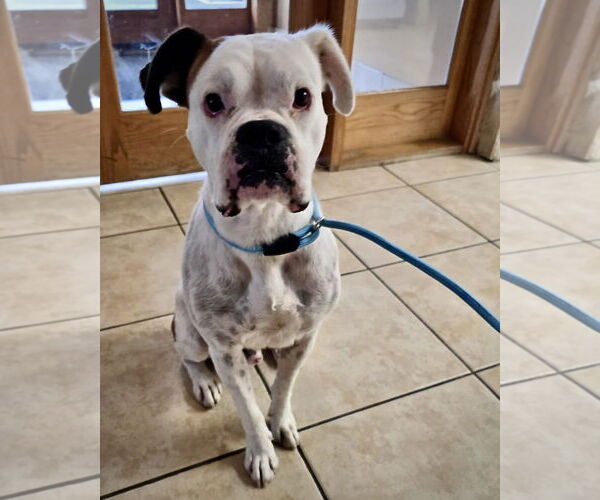 Medium Photo #1 Boxer Puppy For Sale in Dumont, NJ, USA