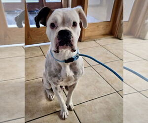 Boxer Dogs for adoption in Dumont, NJ, USA