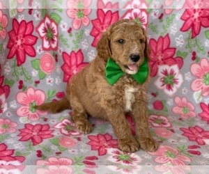 Goldendoodle Puppy for sale in LANCASTER, PA, USA