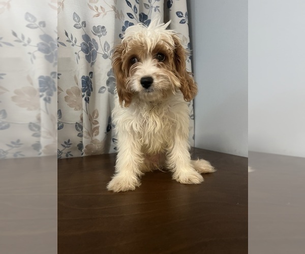 Medium Photo #74 Cavapoo-Poodle (Miniature) Mix Puppy For Sale in DURHAM, CT, USA