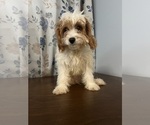Small #73 Cavapoo-Poodle (Miniature) Mix