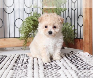 Yo-Chon Puppy for sale in NAPLES, FL, USA