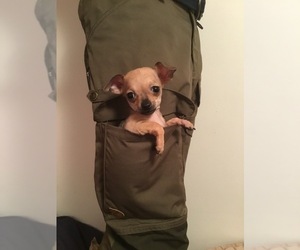 Chihuahua Puppy for sale in MANKATO, MN, USA