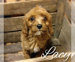 Small Photo #4 Cavapoo Puppy For Sale in LEBANON, PA, USA