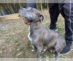 Small Photo #1 American Pit Bull Terrier Puppy For Sale in STONE MOUNTAIN, GA, USA